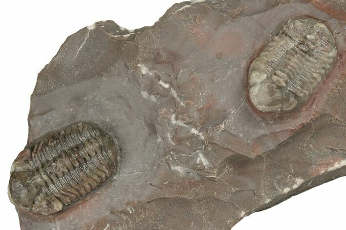 Two Austerops Trilobites On Colorful Rock - Jorf, Morocco #204305
